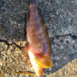 今日も色々釣れました