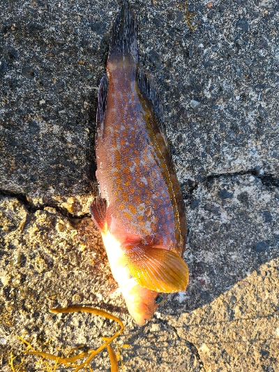 今日も色々釣れました