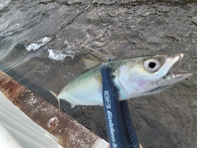 やっぱりサバしか釣れない