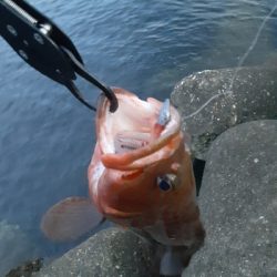 朝は根魚 夕方は太刀魚