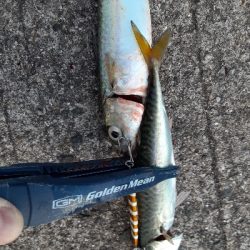 ついに今期初タチウオ