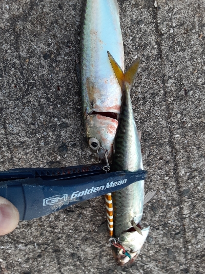 ついに今期初タチウオ