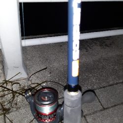 今年はタチウオ例年通りか！？