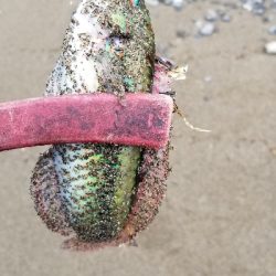 青物からキス狙いまで