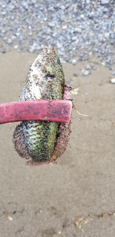 青物からキス狙いまで