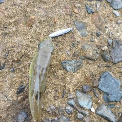 久しぶりのマゴチ