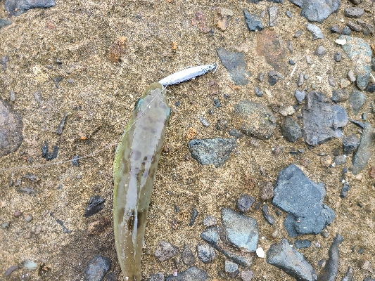 久しぶりのマゴチ