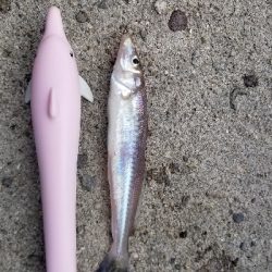 アコウ ガシラ キス 五目釣り