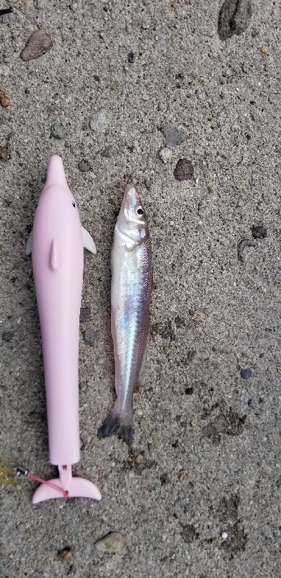 アコウ ガシラ キス 五目釣り