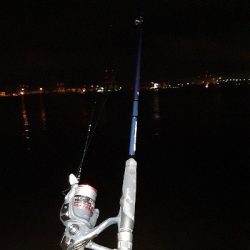 タチウオ下降気味!?