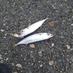 台風前調査してきました