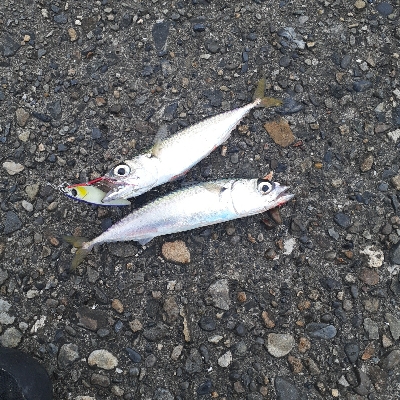 台風前調査してきました