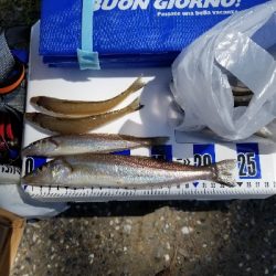 過去最大サイズ!