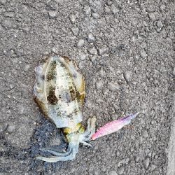 台風後だが行ってみた！