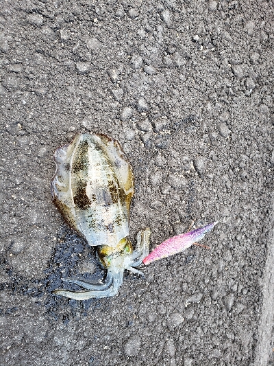 台風後だが行ってみた！