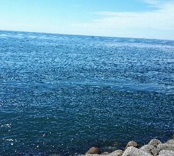 青物調査のハズが