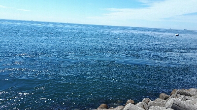 青物調査のハズが