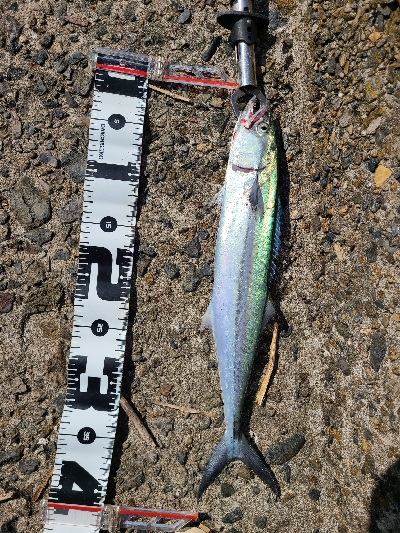 小さいサイズでした