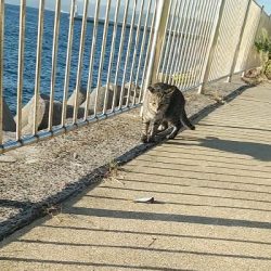 ダイソータックルで