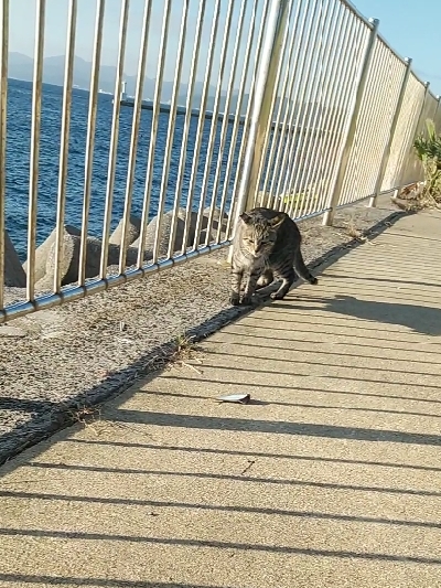 ダイソータックルで