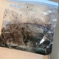 夜勤明けエギング