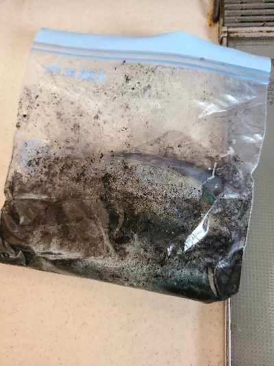 夜勤明けエギング