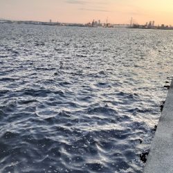 タチウオ消えた