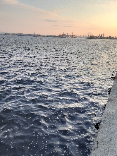 タチウオ消えた