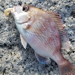 アオリイカ狙いで…