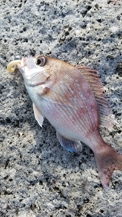 アオリイカ狙いで…