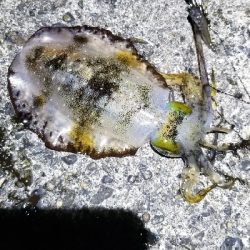 エギング　大漁