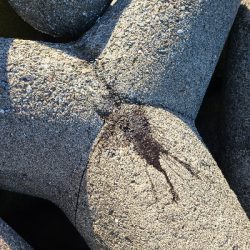 アオリ大きくなってます！