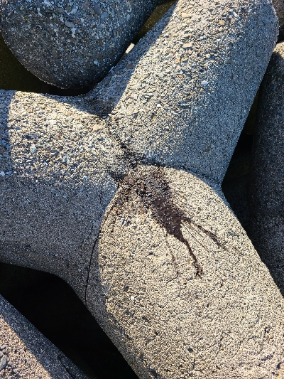 アオリ大きくなってます！