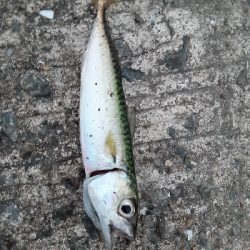 泉大津エリア、タチウオ&青物調査