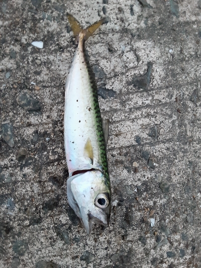 泉大津エリア、タチウオ&青物調査