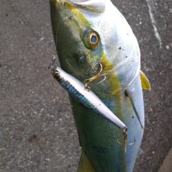 やっと青物釣れた～小さいけど