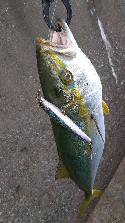やっと青物釣れた～小さいけど