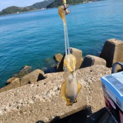 久しぶりの早朝エギング