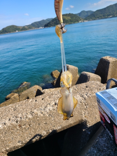 久しぶりの早朝エギング