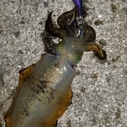 ウネリを避けて漁港内の奥へ