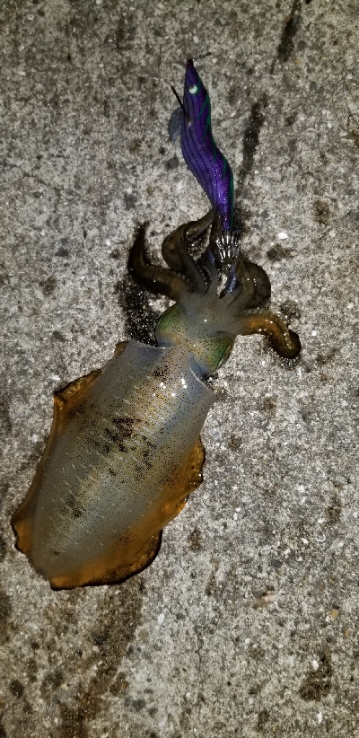 ウネリを避けて漁港内の奥へ