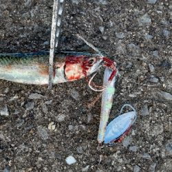 大鯖狙うも中鯖