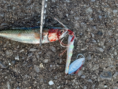 大鯖狙うも中鯖