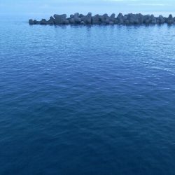 キジハタ4匹！障泥烏賊1杯！