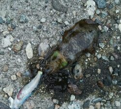 夕まずめに障泥烏賊4杯！