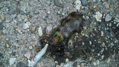 夕まずめに障泥烏賊4杯！