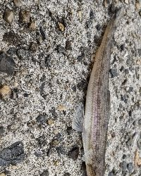 タチウオ釣りに行ったつもりが…