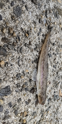 タチウオ釣りに行ったつもりが…