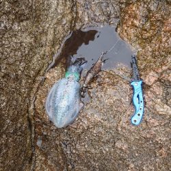 久しぶりの坂田渡船(沖磯)