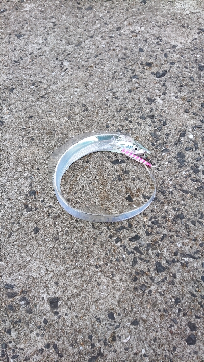 エギングしに行ったんですけど…